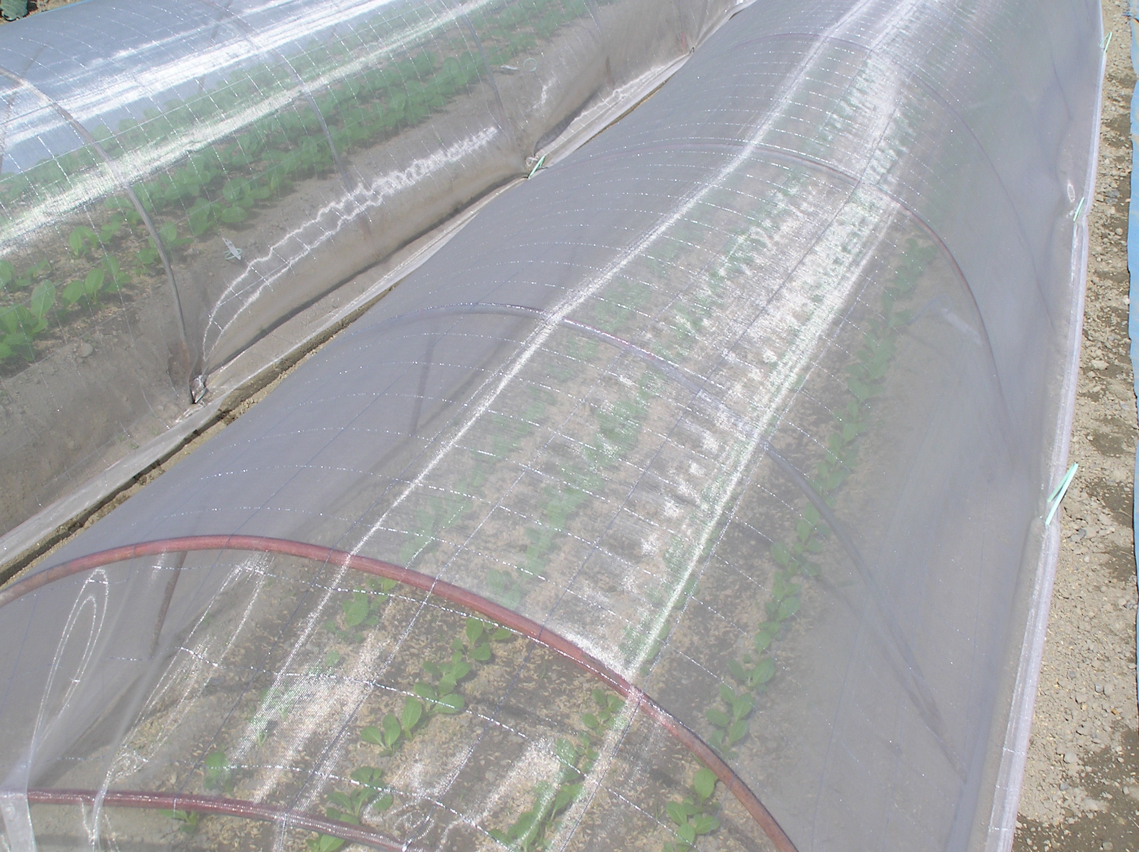 87％以上節約 3m × 100m ナチュラル 防虫サンサンネット N3800 ビニールハウス トンネル などに 防虫ネット 日本ワイドクロス タ種  代引不可